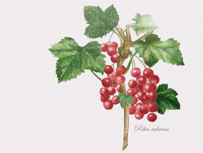 Shabby_Chic_Home_Fragrance